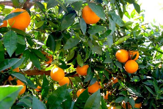 Los costes de producción en cítricos crecen hasta los 0,27 €/kg en naranjas y 0,33 €/kg en mandarinas