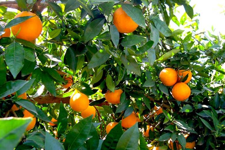 Los costes de producción en cítricos crecen hasta los 0,27 €/kg en naranjas y 0,33 €/kg en mandarinas
