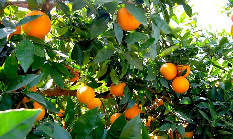 Los costes de producción en cítricos crecen hasta los 0,27 €/kg en naranjas y 0,33 €/kg en mandarinas