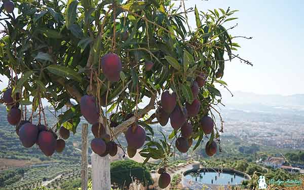 Mango Irwin en Motril costa de Granada / agroautentico.com