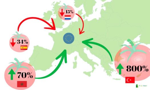Marruecos y Turquía desplazan a España y Holanda en la exportación de tomate-noticias-agroautentico.com