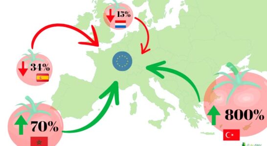 Marruecos y Turquía desplazan a España y Holanda en la exportación de tomate-noticias-agroautentico.com