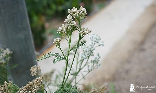 Milenrama en floración / agroautentico.com