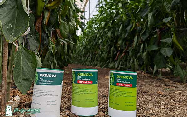 Orinova, el orius de Entonova en distintos proporciones de ninfas y adultos / agroautentico.com