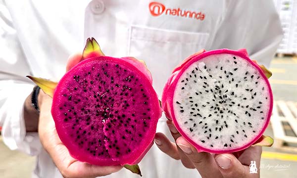 Pitahaya o fruta del dragón. Nuevas especialidades de Naturinda, frutas exóticas / agroautentico.com