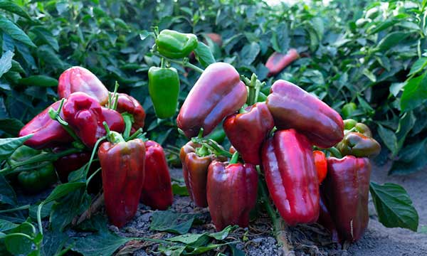 Rocigalgo F1 y Toletum F1, nuevas estrellas en pimiento al aire libre de Ramiro Arnedo-noticias-agroautentico.com