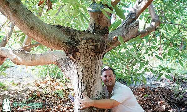 Troncos de aguacates plantados hace décadas. Juan Jesús, técnico de Brandt Europe / agroautentico.com