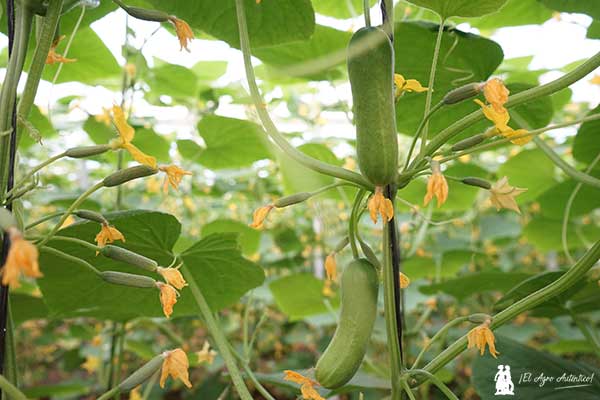 Unica y el pepino snack / agroautentico.com