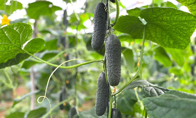 Bejo apuesta en Fruit Attraction por su proyecto de pepino tipo español