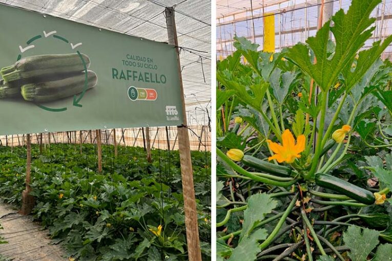 Raffaello y Salzillo son las nuevas apuestas en calabacín de Fitó