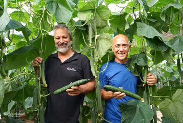 Seminis presenta su primer pepino temprano con 5 resistencias