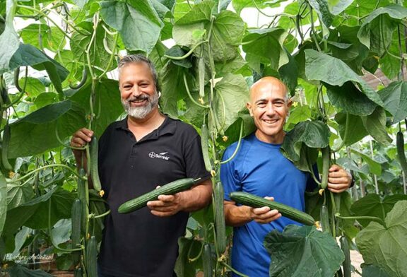 Seminis presenta su primer pepino temprano con 5 resistencias