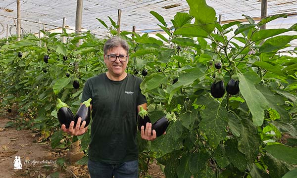 El retorno de Gautier a la berenjena 3-noticias-agroautentico.com