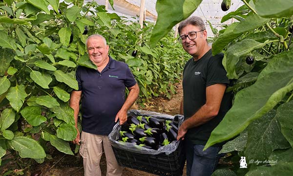 El retorno de Gautier a la berenjena 2-noticias-agroautentico.com