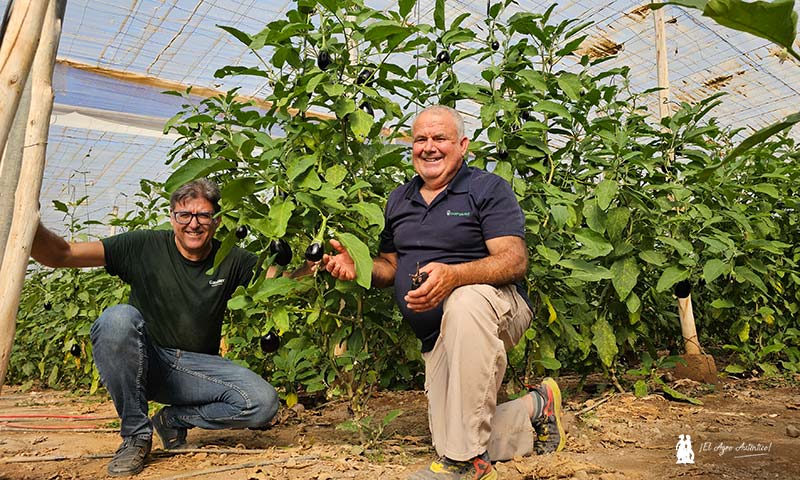 El retorno de Gautier a la berenjena 6-noticias-agroautentico.com