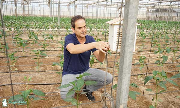 Fernando Paniagua, presidente de Coitaal, en su invernadero de pimiento en Almería / agroautentico.com