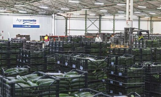 Agroponiente abre 3 nuevos centros y agranda su subasta de La Redonda - noticias-agroautentico.com