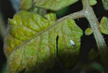 Distribución geográfica de la mosca blanca en Italia