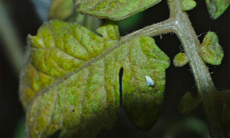 Distribución geográfica de la mosca blanca en Italia