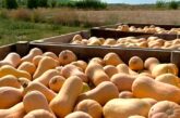 Crece un 18% la superficie de calabaza butternut en España