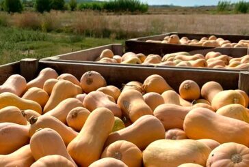 Crece un 18% la superficie de calabaza butternut en España