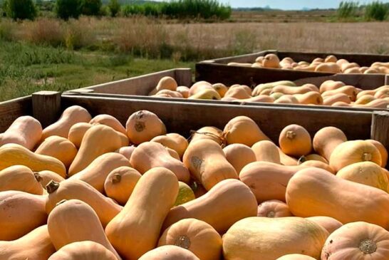 Crece un 18% la superficie de calabaza butternut en España