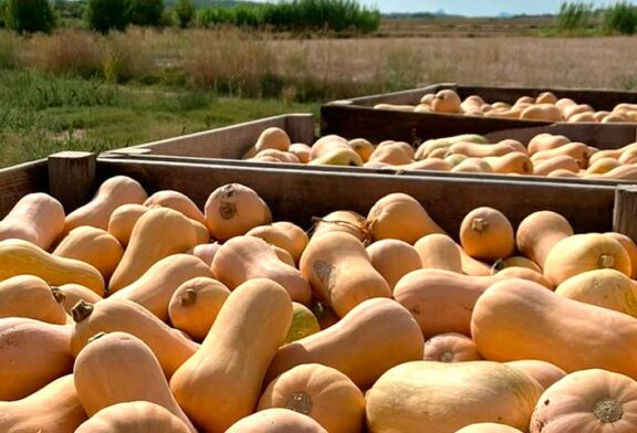 Crece un 18% la superficie de calabaza butternut en España