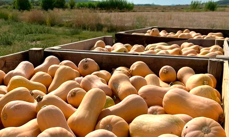 Crece un 18% la superficie de calabaza butternut en España