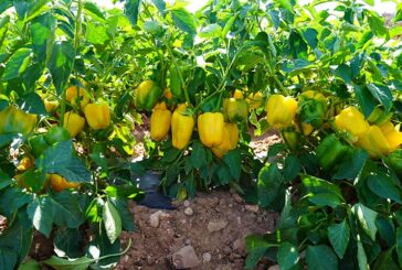 Pimientos al aire libre en La Rioja para fresco e industria