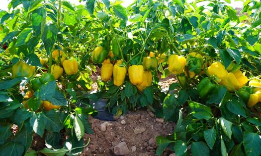 Ramiro Arnedo refuerza su innovación en pimientos al aire libre