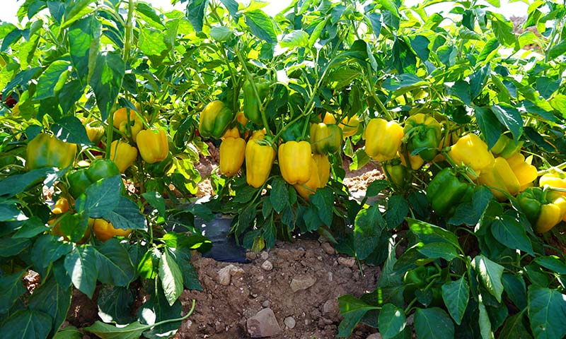 Pimientos al aire libre en La Rioja para fresco e industria