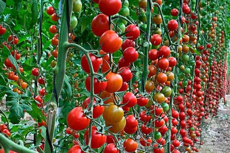 La agricultura regenerativa de Viagro inaugura la Semana de la Ciencia