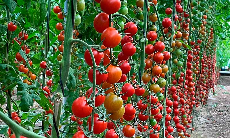 La agricultura regenerativa de Viagro inaugura la Semana de la Ciencia