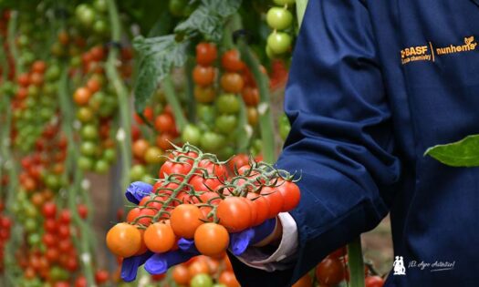 Nunhems crea el grupo Vitalion con productores de tomate cherry redondo de España, Holanda, Bélgica e Inglaterra / agroautentico.com