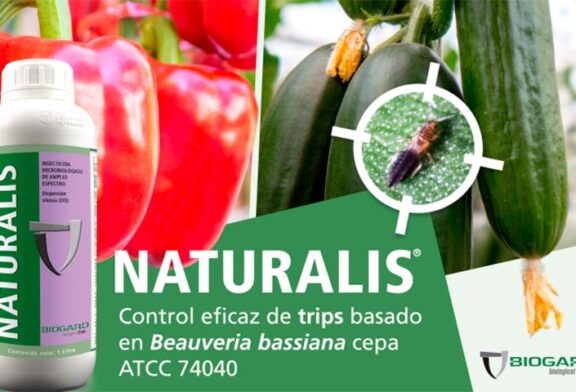 Biogard responde al trips y otras plagas con su insecticida Naturalis