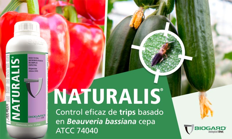 Biogard responde al trips y otras plagas con su insecticida Naturalis