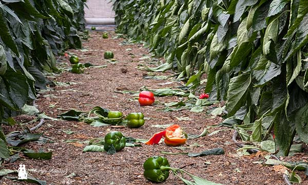 Efectos de la DANA en invernaderos de pimiento en El Ejido / agroautentico.com