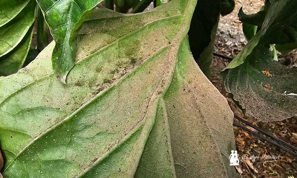 PeVYV (pepper vein yellows virus) y PeWBVYV (pepper whitefly-borne vein yellows virus) / agroautentico.com