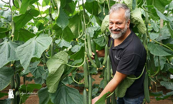 Pepino con resistencias de Seminis. Nueva variedad SVCE1524 / agroautentico.com