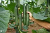 Pepino Pontius se afianza como novedad con resistencias para temprano