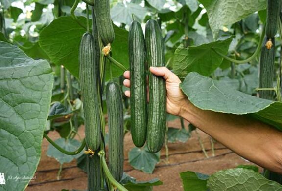 Pepino Pontius se afianza como novedad con resistencias para temprano