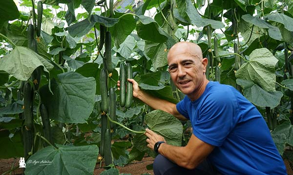 Seminis pepino resistencias. Antonio Álvarez con la nueva variedad con quíntuple resistencia / agroautentico.com