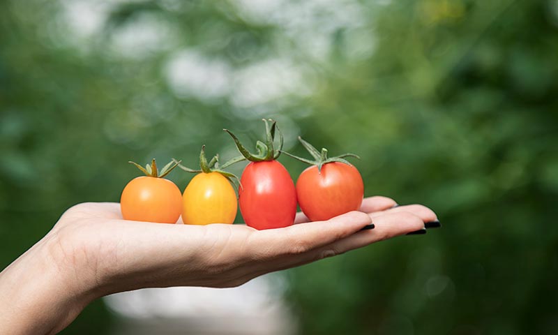 apuesta por la agricultura regenerativa, certificada por Aenor-Epigen