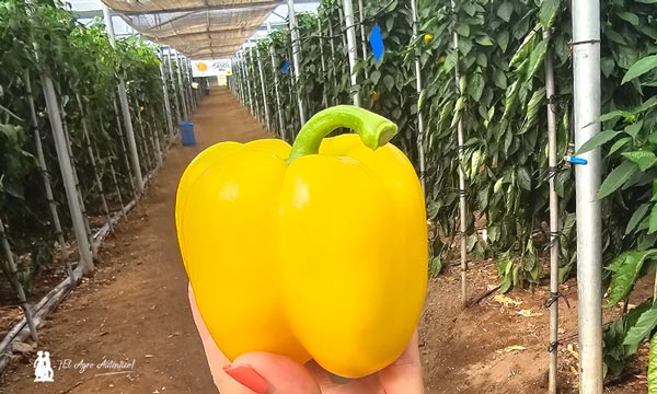 Pimiento california amarillo de Semillas Fitó 