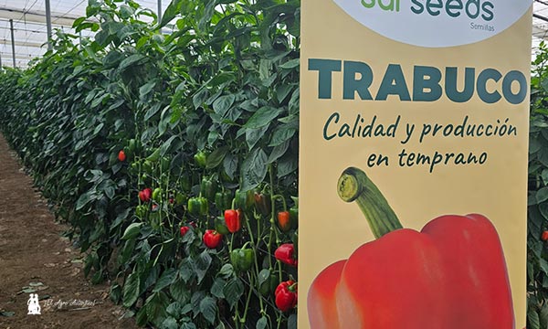 Sur Seeds se adelanta a un futuro de aguas malas y más calor