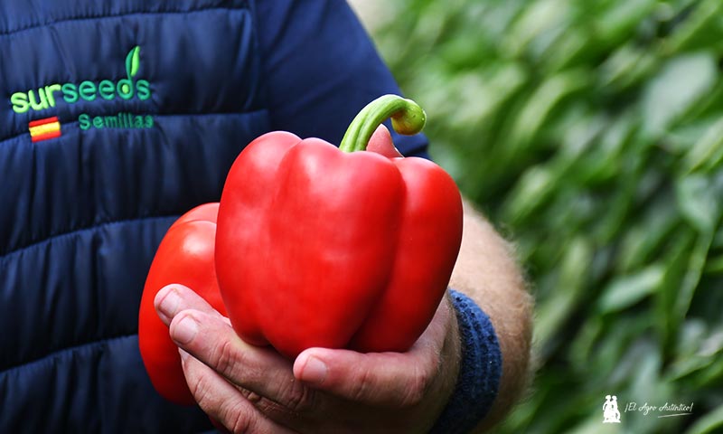 Sur Seeds se adelanta a un futuro de aguas malas y más calor