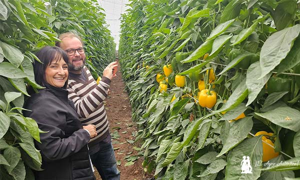 Faraday resistente a oído refuerza a Vilmorin en el amarillo 4