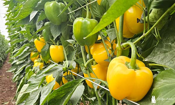 Faraday resistente a oído refuerza a Vilmorin en el amarillo  2