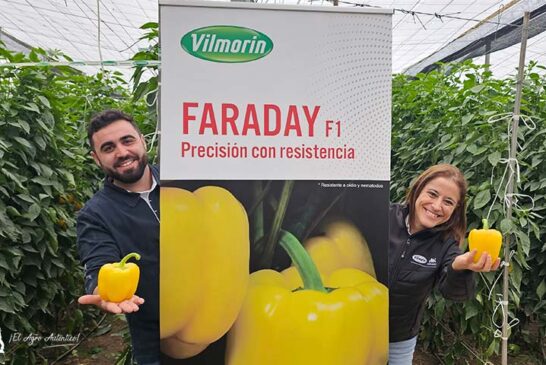 Faraday resistente a oído refuerza a Vilmorin en el amarillo