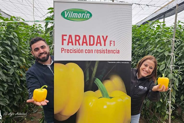 Faraday resistente a oídio refuerza a Vilmorin en el amarillo